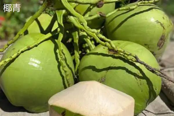 怎么区分椰皇、椰青，主要在于成熟度和处理方式