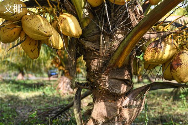 怎么区分椰皇、椰青，主要在于成熟度和处理方式