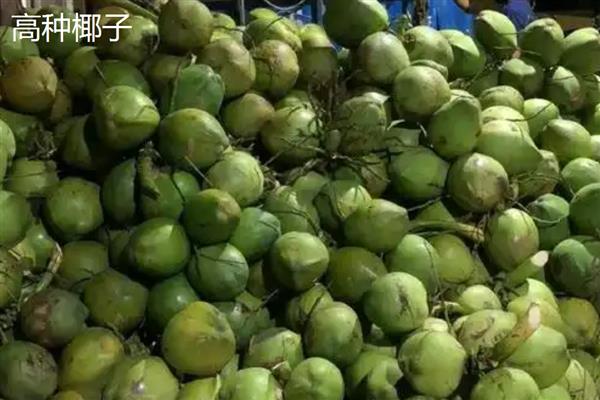 怎么区分椰皇、椰青，主要在于成熟度和处理方式