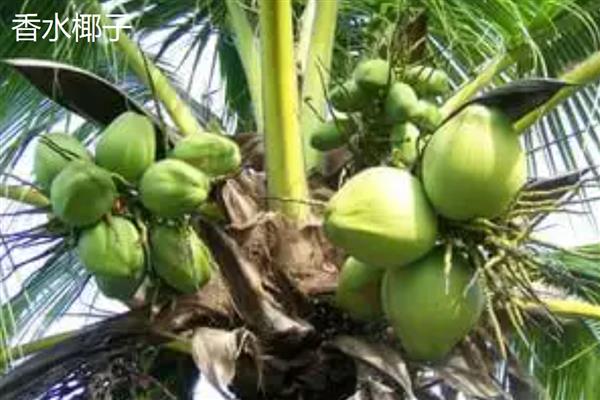 怎么区分椰皇、椰青，主要在于成熟度和处理方式