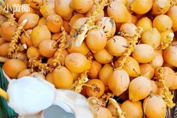 怎么区分椰皇、椰青，主要在于成熟度和处理方式