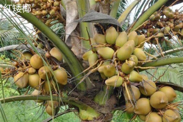 怎么区分椰皇、椰青，主要在于成熟度和处理方式