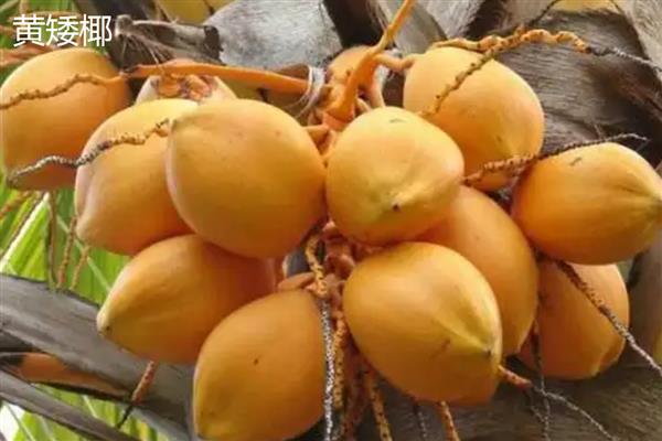 怎么区分椰皇、椰青，主要在于成熟度和处理方式