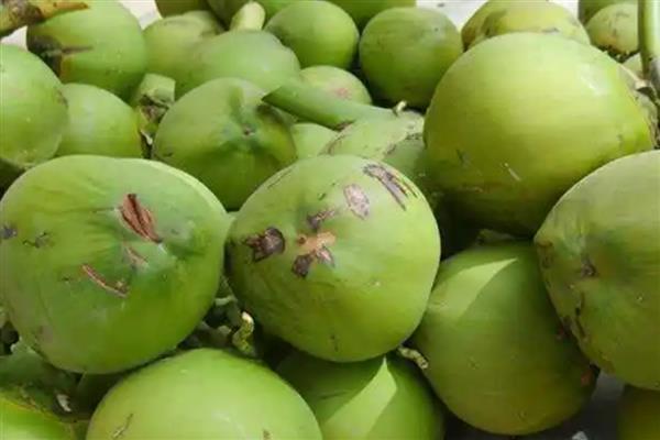 怎么区分椰皇、椰青，主要在于成熟度和处理方式