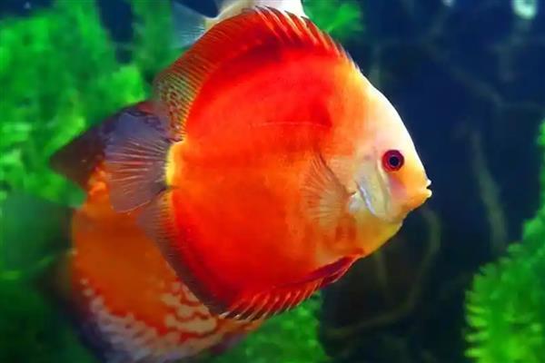 七彩神仙鱼的产地，原产于亚马逊河流域