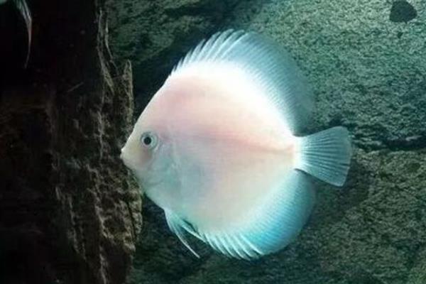 七彩神仙鱼的产地，原产于亚马逊河流域