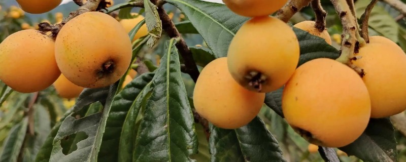 夏季枇杷的管理技术，结果树要控制树高