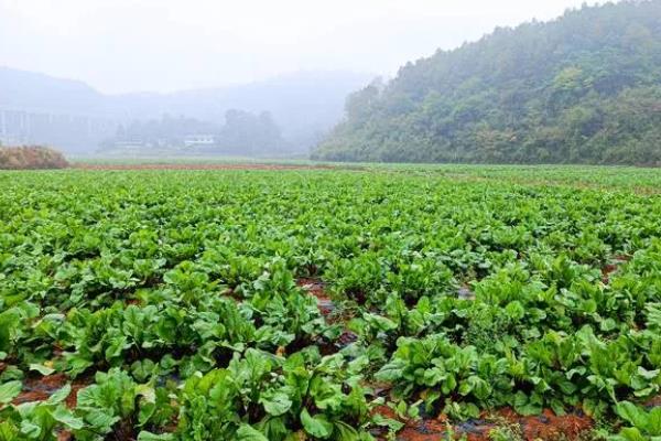 棠菜与油菜的区别，品种和特征均不同