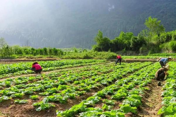 棠菜与油菜的区别，品种和特征均不同