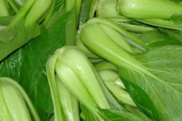 棠菜与油菜的区别，品种和特征均不同