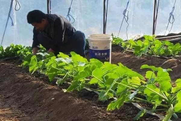 棠菜与油菜的区别，品种和特征均不同