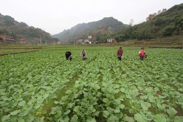 棠菜与油菜的区别，品种和特征均不同