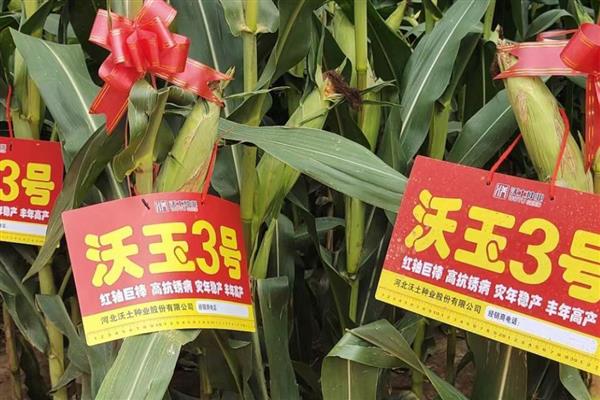 比裕丰303好的玉米种，常见的有沃玉3号、祺华703等