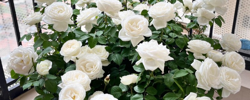 白色玫瑰的花语，寓意纯洁、浪漫等