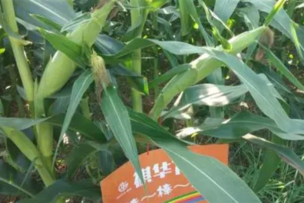 比裕丰303好的玉米种，常见的有沃玉3号、祺华703等