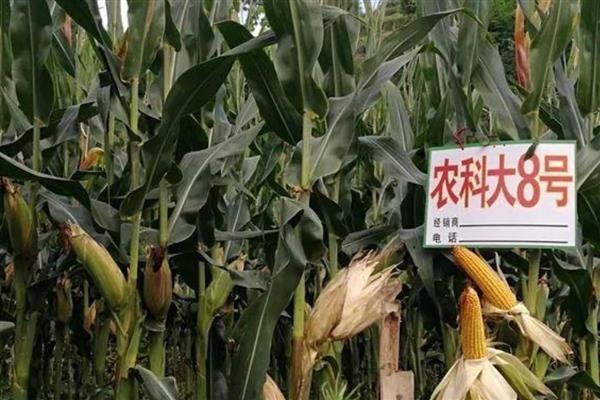 比裕丰303好的玉米种，常见的有沃玉3号、祺华703等