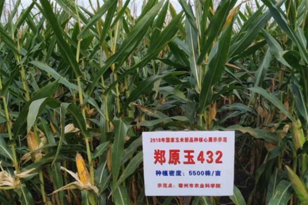 比裕丰303好的玉米种，常见的有沃玉3号、祺华703等