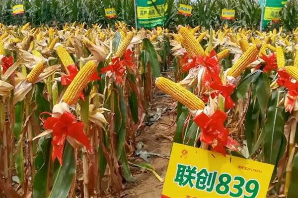 比裕丰303好的玉米种，常见的有沃玉3号、祺华703等