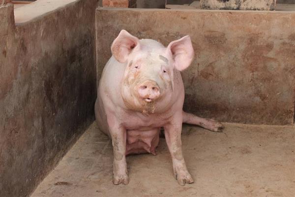 母猪下崽后不吃食怎么处理，需及时补充体能