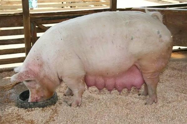 母猪下崽后不吃食怎么处理，需及时补充体能