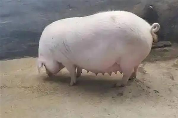 母猪下崽后不吃食怎么处理，需及时补充体能