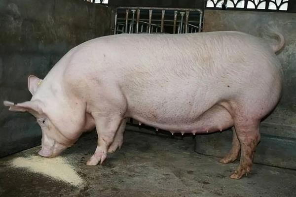 母猪下崽后不吃食怎么处理，需及时补充体能