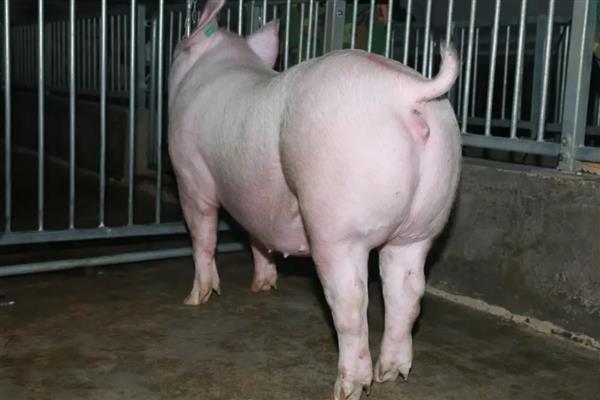 母猪下崽后不吃食怎么处理，需及时补充体能