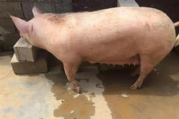 母猪下崽后不吃食怎么处理，需及时补充体能