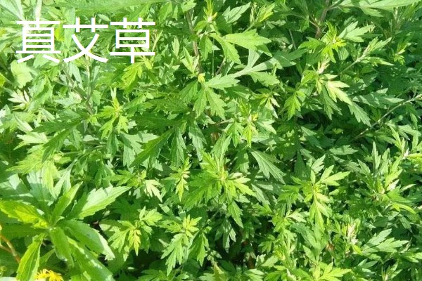 真艾草与假艾草的区别，叶片以及茎秆有所不同