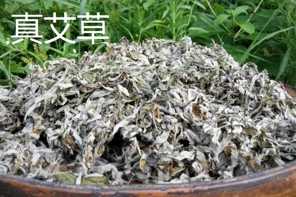 真艾草与假艾草的区别，叶片以及茎秆有所不同