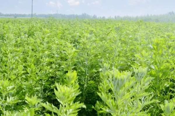 真艾草与假艾草的区别，叶片以及茎秆有所不同