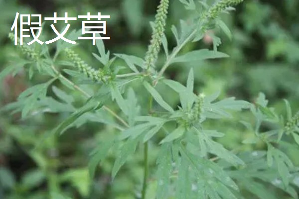 真艾草与假艾草的区别，叶片以及茎秆有所不同