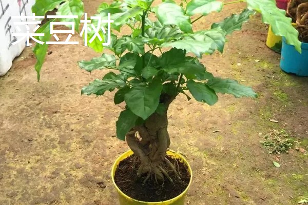 菜豆树和幸福树的区别是什么,二者没有什么区别