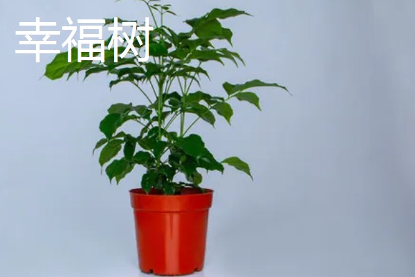 菜豆树和幸福树的区别是什么,二者没有什么区别