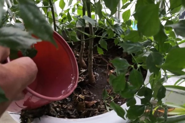 菜豆树和幸福树的区别是什么,二者没有什么区别