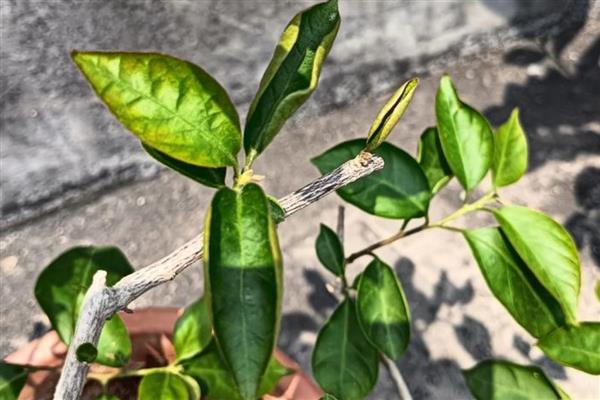 三角梅叶子萎缩打卷干枯的原因,可能是光照过强所致