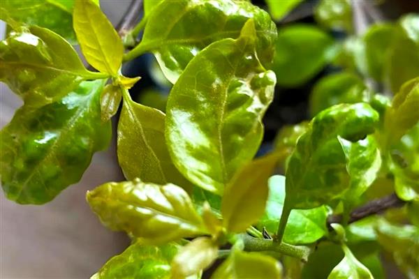 三角梅叶子萎缩打卷干枯的原因,可能是光照过强所致