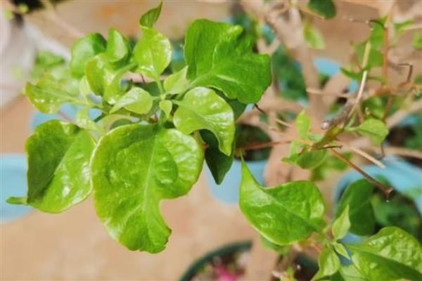 三角梅叶子萎缩打卷干枯的原因,可能是光照过强所致