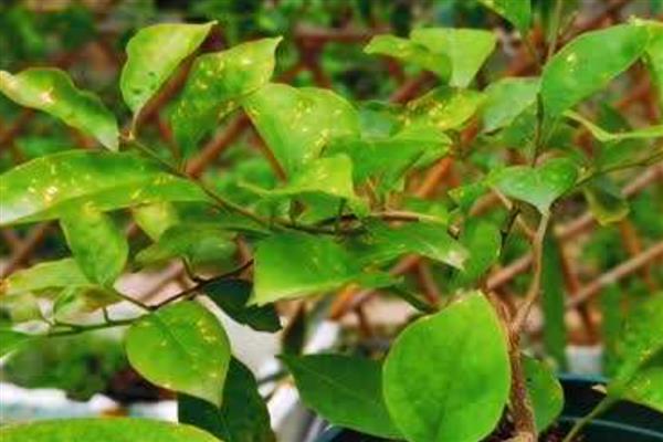 三角梅叶子萎缩打卷干枯的原因,可能是光照过强所致