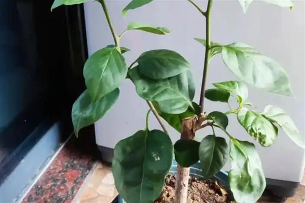 三角梅叶子萎缩打卷干枯的原因,可能是光照过强所致