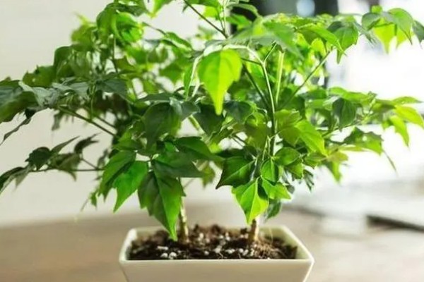 菜豆树和幸福树的区别是什么,二者没有什么区别