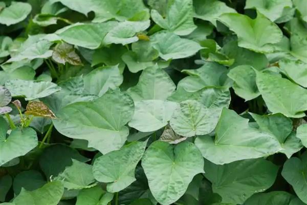 地瓜的种植方法，播种前用温水浸种