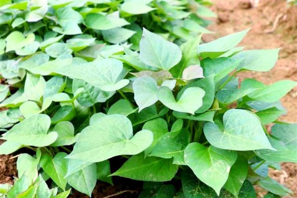 地瓜的种植方法，播种前用温水浸种