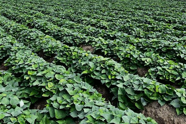 地瓜的种植方法，播种前用温水浸种