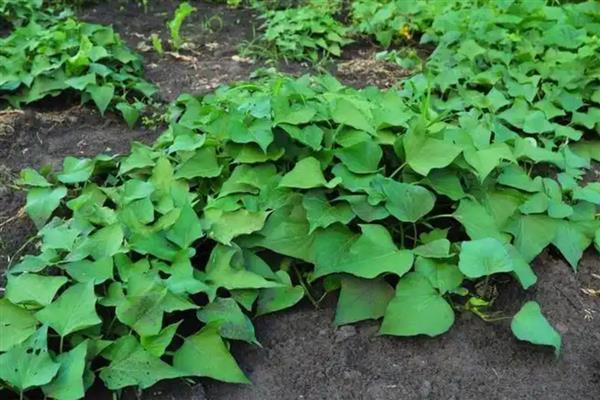 地瓜的种植方法，播种前用温水浸种