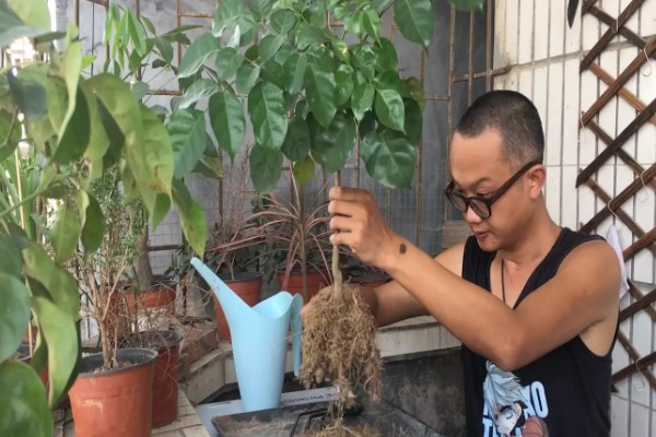 菜豆树和幸福树的区别是什么,二者没有什么区别