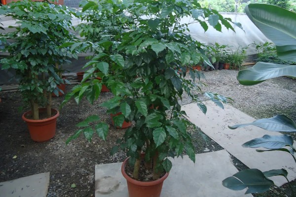 菜豆树和幸福树的区别是什么,二者没有什么区别