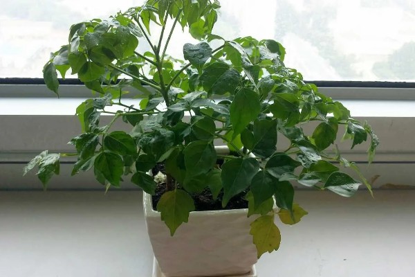 菜豆树和幸福树的区别是什么,二者没有什么区别