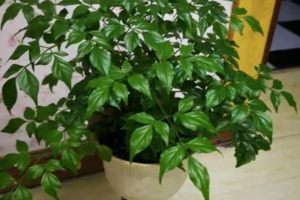 菜豆树和幸福树的区别是什么,二者没有什么区别