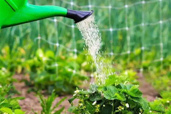 温水能不能浇花，冬季和早春用温水浇花好处多